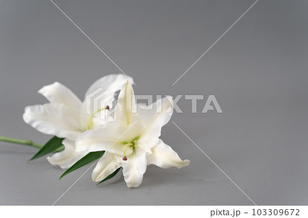 百合の花 グレーバック 背景素材 百合の花 グレーバック 背景素材 103309672