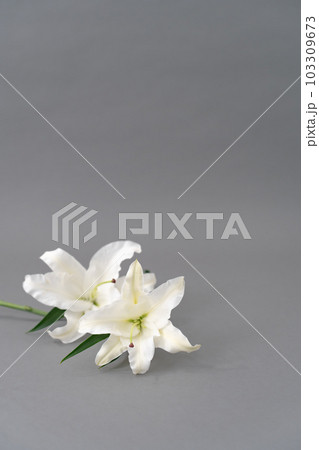百合の花　グレーバック　背景素材 103309673