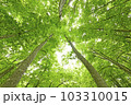 新潟県十日町市の新緑の美人林 103310015