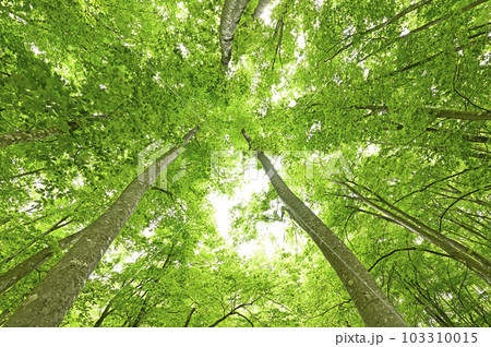 新潟県十日町市の新緑の美人林 103310015