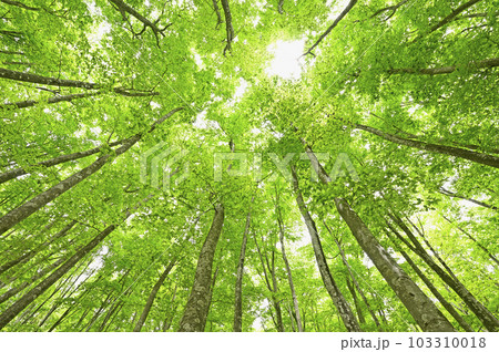 新潟県十日町市の新緑の美人林 103310018