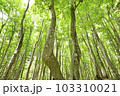 新潟県十日町市の新緑の美人林 103310021