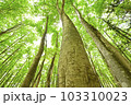 新潟県十日町市の新緑の美人林 103310023