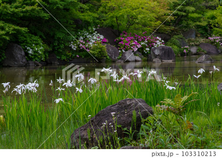 檜町公園の庭園が花菖蒲とツツジで囲まれる 檜町公園の庭園が花菖蒲とツツジで囲まれる 103310213