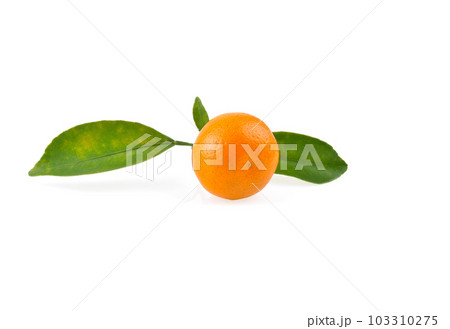 kumquat orange that placed on white background 103310275