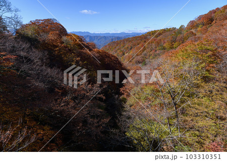 日塩もみじライン沿いの紅葉 日塩もみじライン沿いの紅葉 103310351