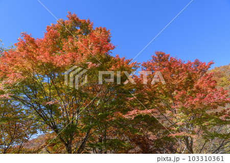 日塩もみじライン沿いの紅葉 日塩もみじライン沿いの紅葉 103310361