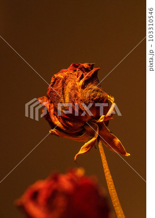 赤い薔薇のドライフラワー 103310546