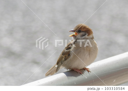 くちばしが黄色いこどもスズメ くちばしが黄色いこどもスズメ 103310584