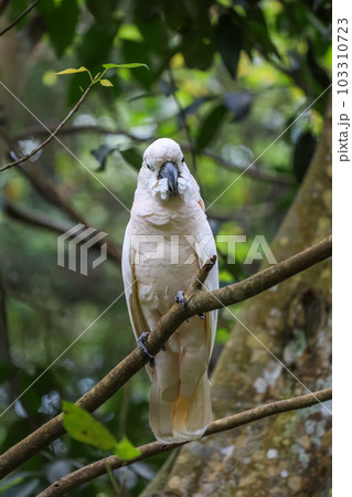 The moluccan cockatoo bird in garden 103310723