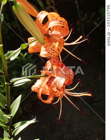 オニユリ オニユリ 103310796