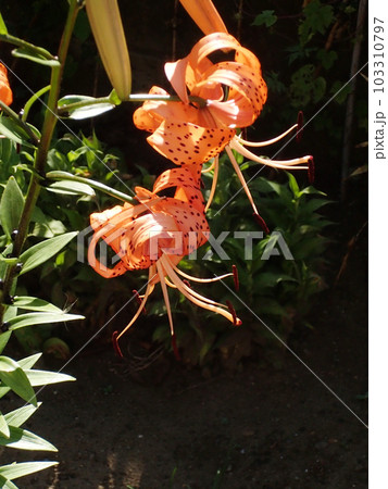 オニユリ 103310797