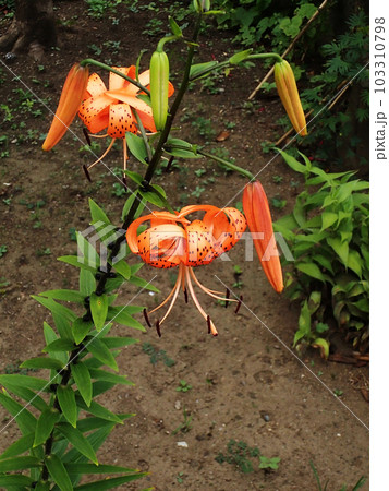 オニユリ オニユリ 103310798