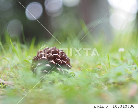 草むらの松ぼっくり 103310936