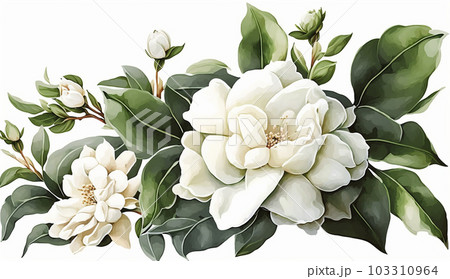 クチナシの花の水彩画