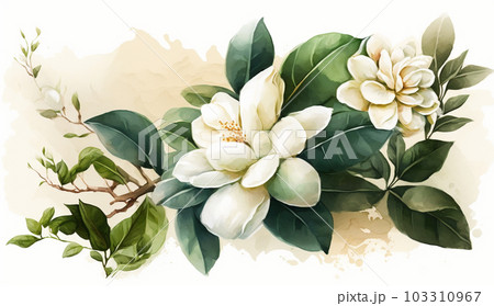 クチナシの花の水彩画