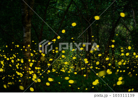 Firefly lightning bug in the rainforest at night 103311139