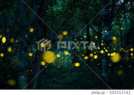 Firefly lightning bug in the rainforest at night 103311141
