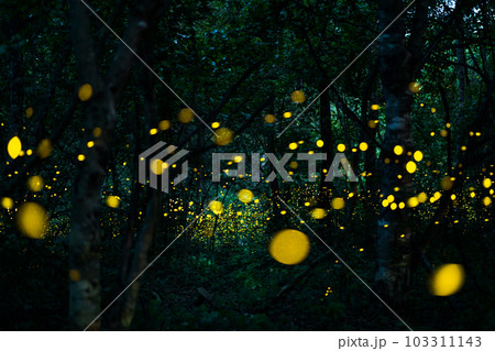 Firefly lightning bug in the rainforest at night 103311143