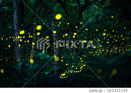 Firefly lightning bug in the rainforest at night 103311145