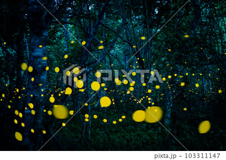 Firefly lightning bug in the rainforest at night 103311147