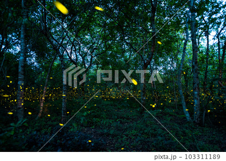 Firefly lightning bug in the rainforest at night Firefly lightning bug in the rainforest at night 103311189