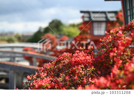 京都　長岡天満宮に咲くキリシマツツジ 103311208