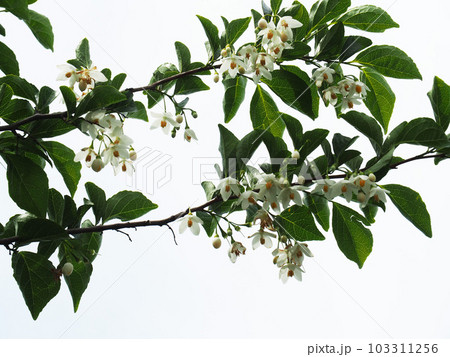 エゴノキの花 103311256