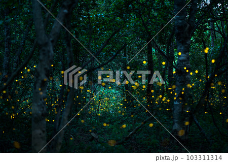Firefly lightning bug in the rainforest at night Firefly lightning bug in the rainforest at night 103311314
