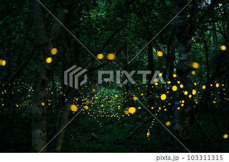 Firefly lightning bug in the rainforest at night Firefly lightning bug in the rainforest at night 103311315