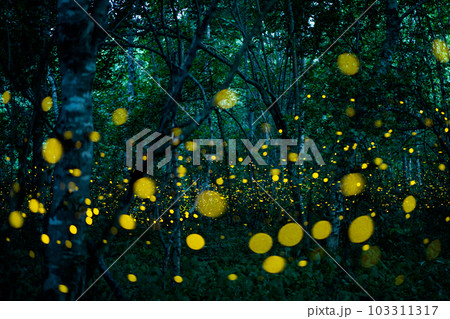 Firefly lightning bug in the rainforest at night Firefly lightning bug in the rainforest at night 103311317