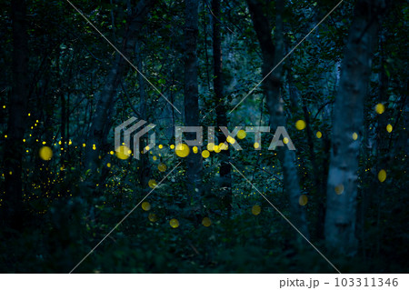 Firefly lightning bug in the rainforest at night Firefly lightning bug in the rainforest at night 103311346