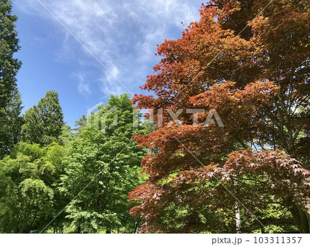 新緑風薫る初夏の公園 新緑風薫る初夏の公園 103311357
