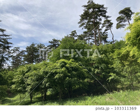 新緑風薫る初夏の公園 新緑風薫る初夏の公園 103311369