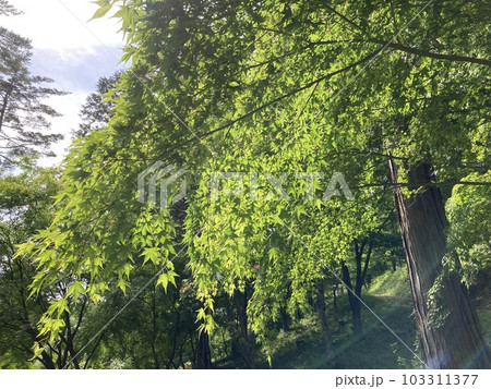 新緑風薫る初夏の公園 新緑風薫る初夏の公園 103311377