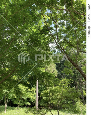 新緑風薫る初夏の公園 新緑風薫る初夏の公園 103311382