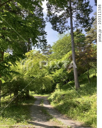 新緑風薫る初夏の公園 新緑風薫る初夏の公園 103311386