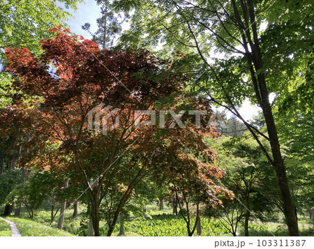 新緑風薫る初夏の公園 新緑風薫る初夏の公園 103311387