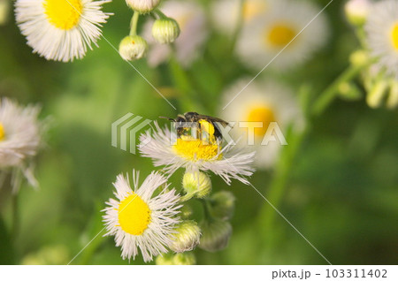 花の蜜と花粉を集めるハチ 103311402