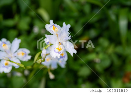 春に咲くシャガの花 103311619