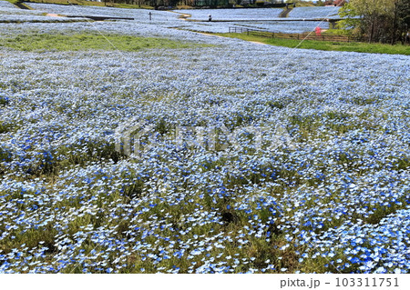 【香川県】春の国営讃岐まんのう公園(ネモフィラ畑) 【香川県】春の国営讃岐まんのう公園(ネモフィラ畑) 103311751