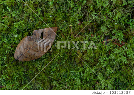苔と落ち葉 103312387