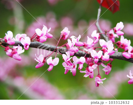 ハナズオウの花 103312632