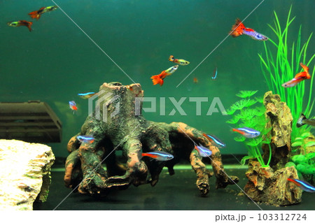 水槽と熱帯魚（グッピーとネオンテトラ） 103312724