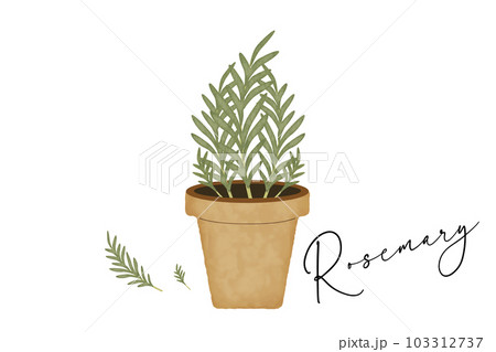 ローズマリーの鉢植え ローズマリーの鉢植え 103312737