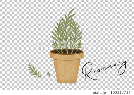 ローズマリーの鉢植え ローズマリーの鉢植え 103312737