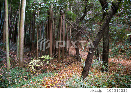 河内長野・落ち葉に覆われた烏帽子形城跡 河内長野・落ち葉に覆われた烏帽子形城跡 103313032