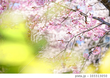 桜街道【十和田の春】 桜街道【十和田の春】 103313050