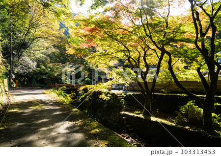 【中国三十三観音霊場】第二十五番　鰐淵寺　秋の日差しの参道　島根県出雲市 103313453