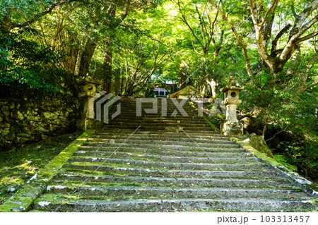 【中国三十三観音霊場】第二十五番　鰐淵寺　秋の木漏れ日の石段1　島根県出雲市 103313457